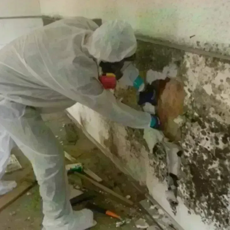 Mold Remediation and Removal in Gahanna, OH